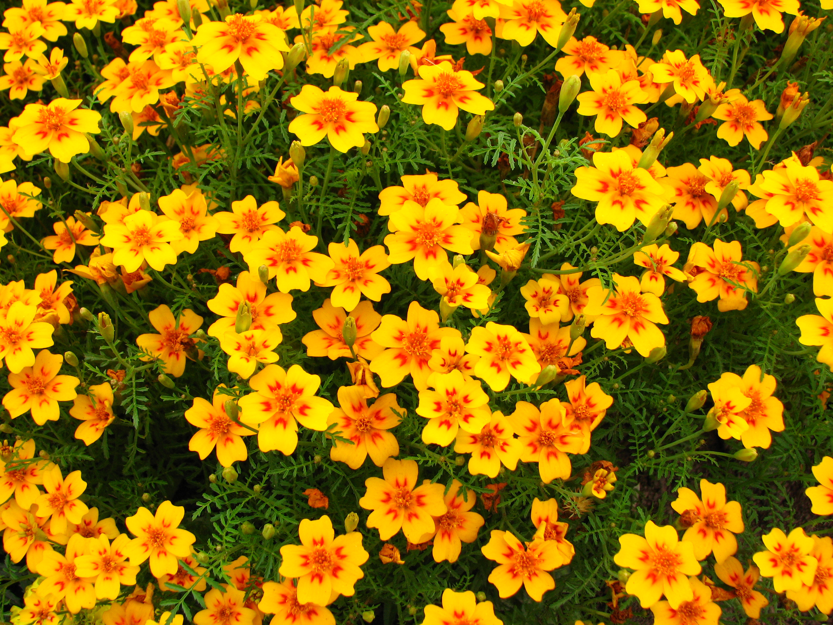 golden marigold